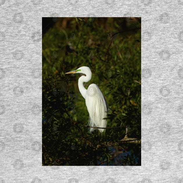 Great Egret by irishmurr